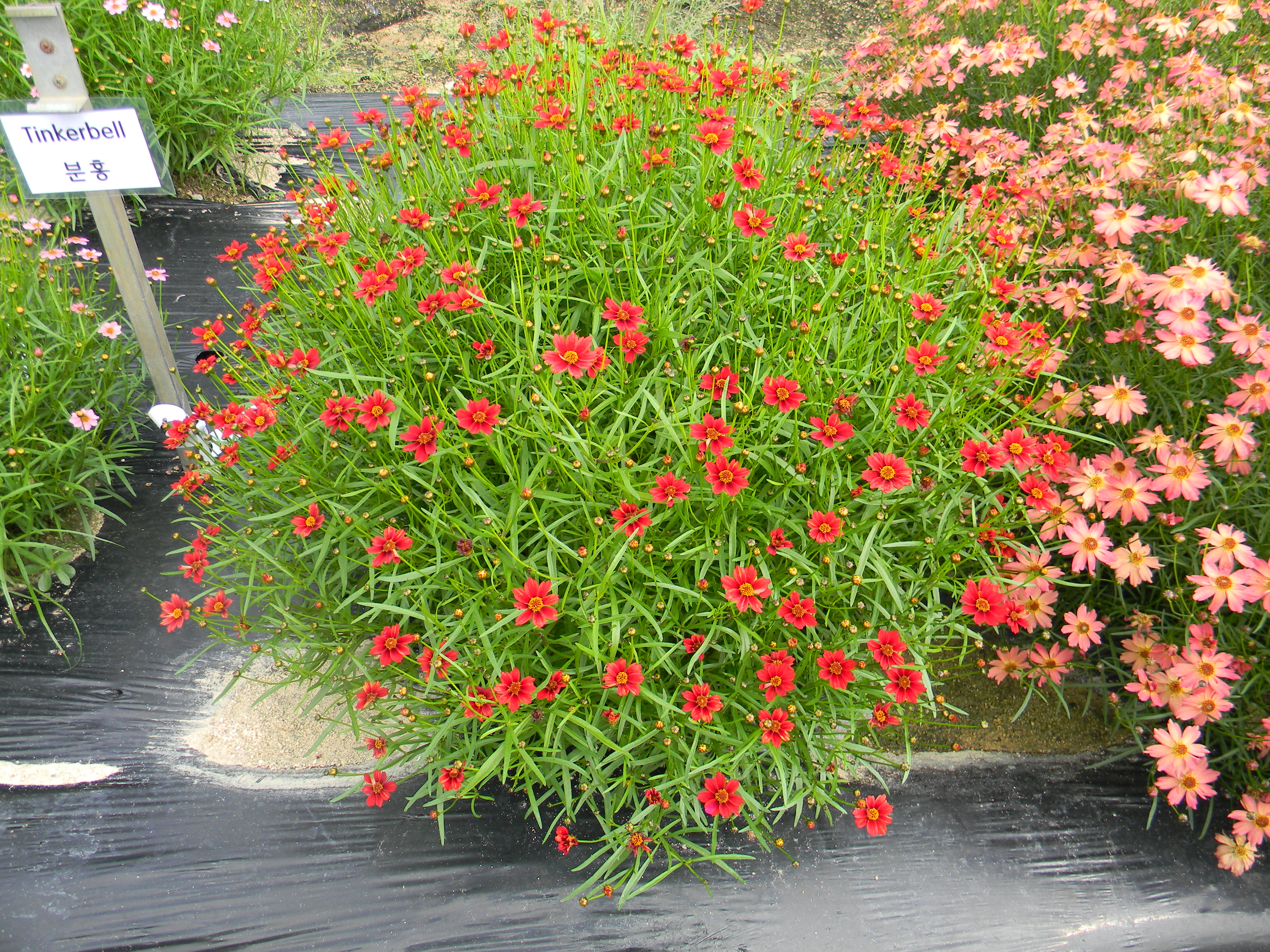 Coreopsis rosea 'Twinklebells Red’